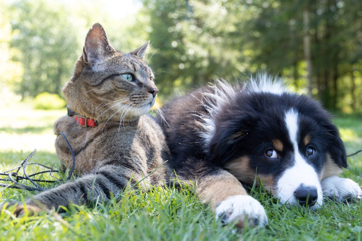 Discover Our Latest Pet Products!