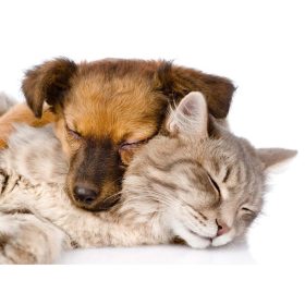 Pets